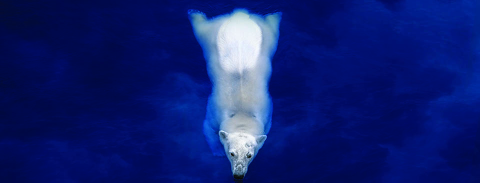 Bear necessities